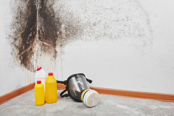 Gateway, FL Mold Remediation Company