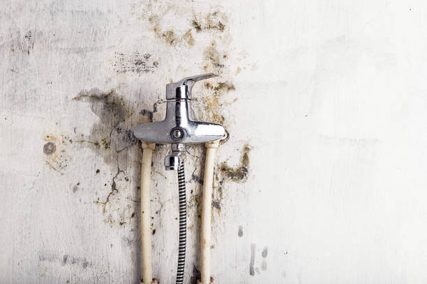 Best DIY Mold Remediation Support Services in Gateway, FL