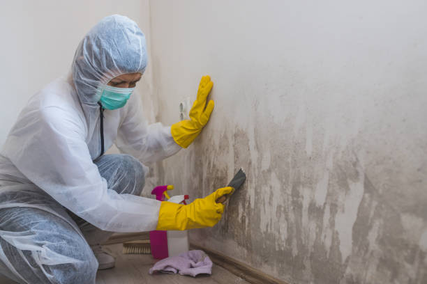 Best HVAC Mold Remediation in Gateway, FL