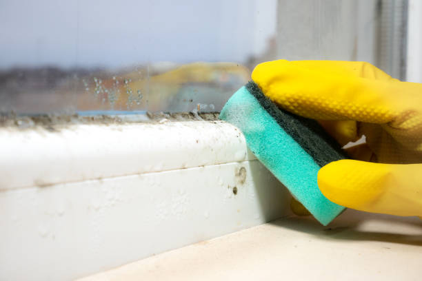 Best Basement Mold Remediation in Gateway, FL