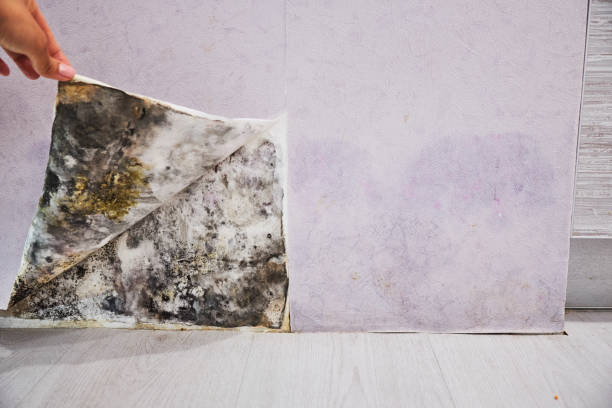 Best Commercial Mold Remediation in Gateway, FL